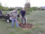 Wayne & George replacing trees