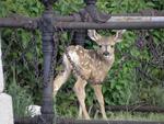 Many deer still inhabit cemetery