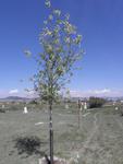 Kay Hansen tree-Canada Red Chokecherry