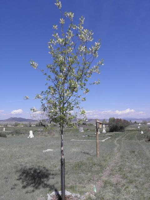 Kay Hansen tree-Canada Red Chokecherry