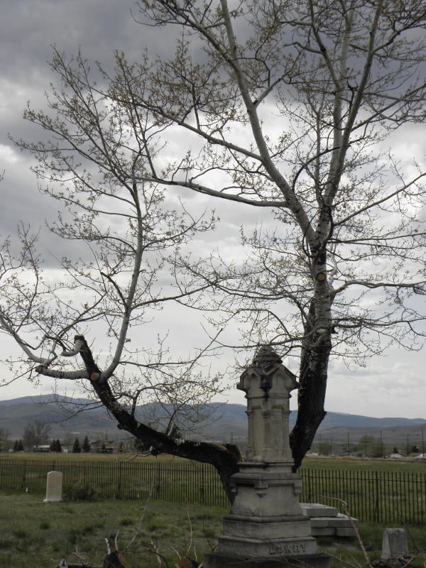 Pruned tree by Thomas Lowry