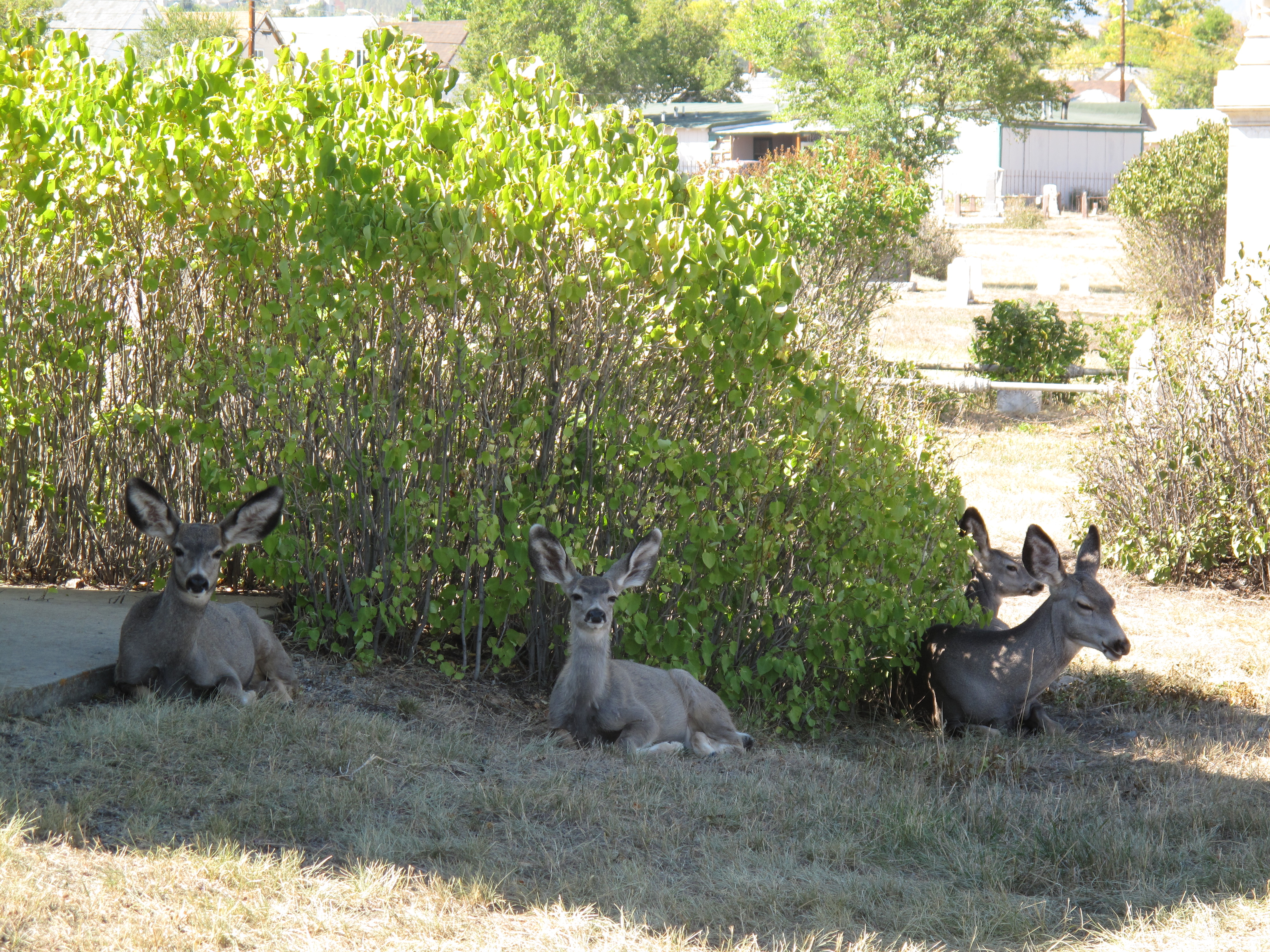 Our live residents