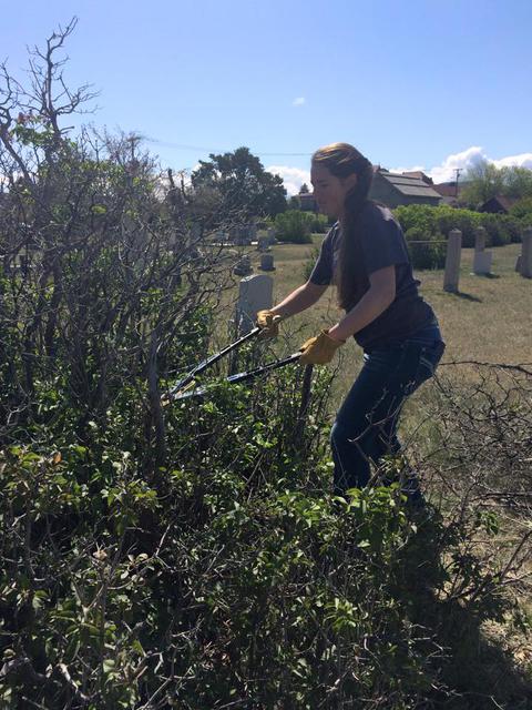 Trimmed & destroyed lilacs encroaching Arabella Adams plot.