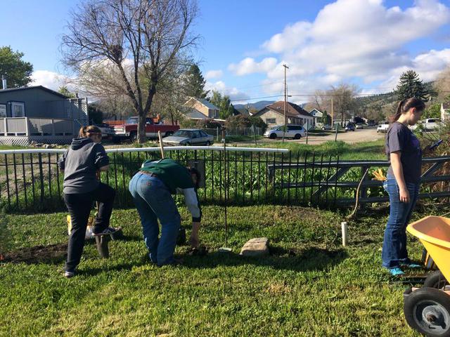 planted along south fence